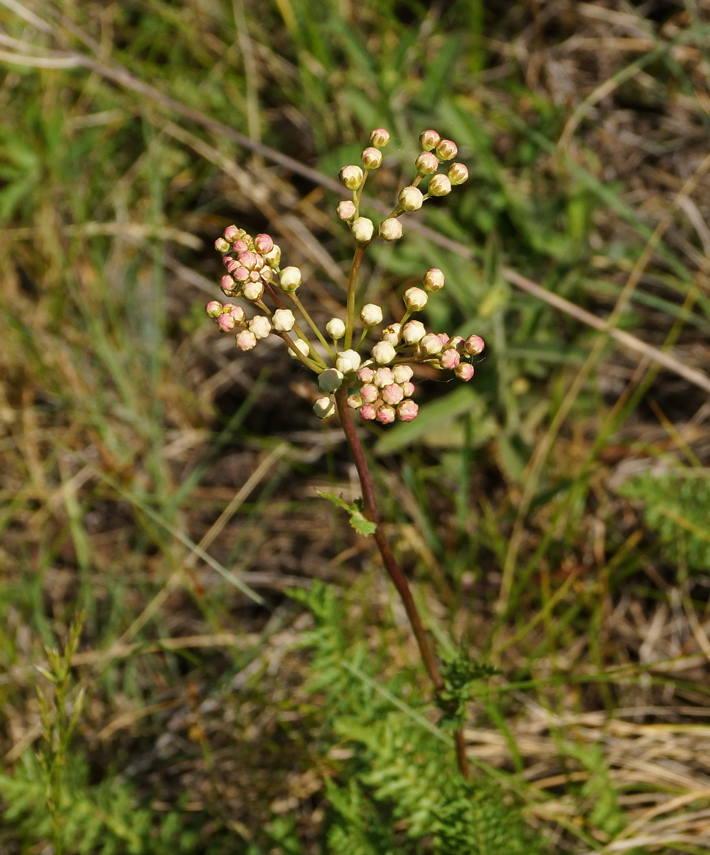 Изображение особи Filipendula vulgaris.