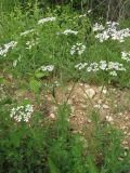 Bifora radians
