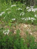 Bifora radians. Цветущее растение. Крым, Байдарская долина. 23 мая 2010 г.