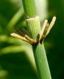 Equisetum fluviatile. Часть стебля с узлом и отходящими от него побегами. Украина, г. Запорожье, недалеко от Правобережного рынка, возле ручья. 18.05.2018.