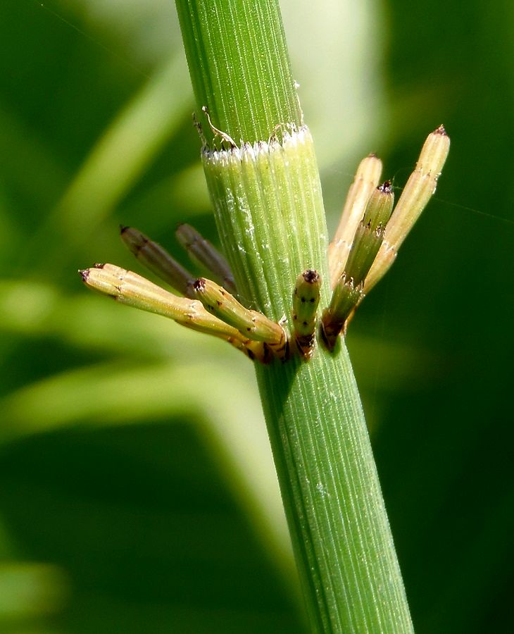 Изображение особи Equisetum fluviatile.