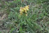 Pedicularis sibthorpii