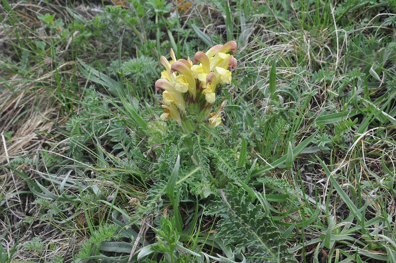 Изображение особи Pedicularis sibthorpii.