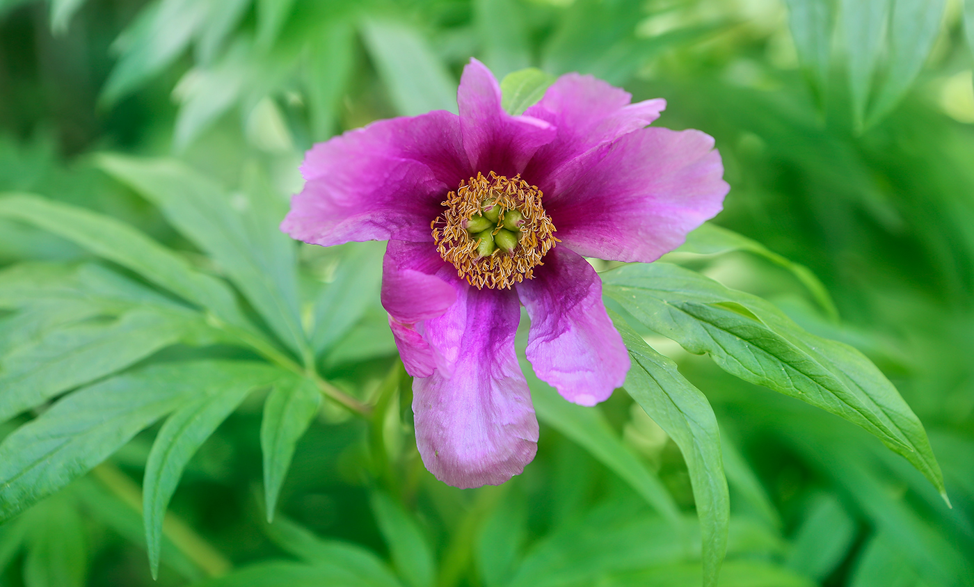 Изображение особи Paeonia anomala.