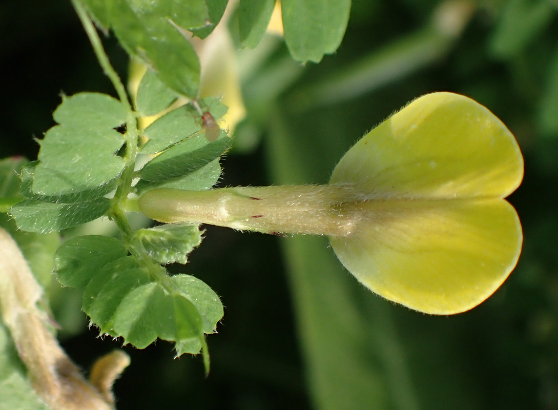 Image of Vicia hybrida specimen.