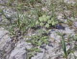 Glehnia litoralis. Плодоносящее растение. Приморье, Хасанский р-н, о-в Фуругельма, песчаный пляж. 28.07.2018.
