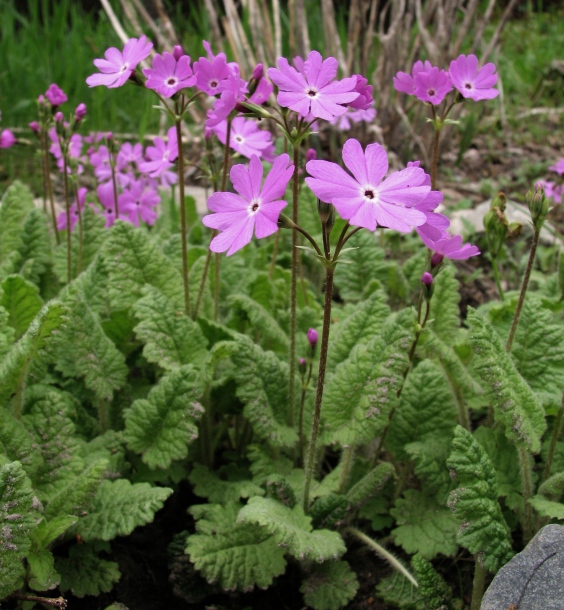 Image of Primula patens specimen.