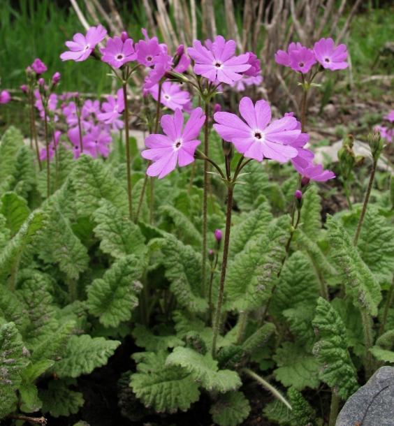 Image of Primula patens specimen.