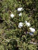 Juniperus excelsa. Часть веточки с шишкоягодами. Южный берег Крыма, возле пос. Новый Свет, Можжевеловая роща. 12.08.2018.