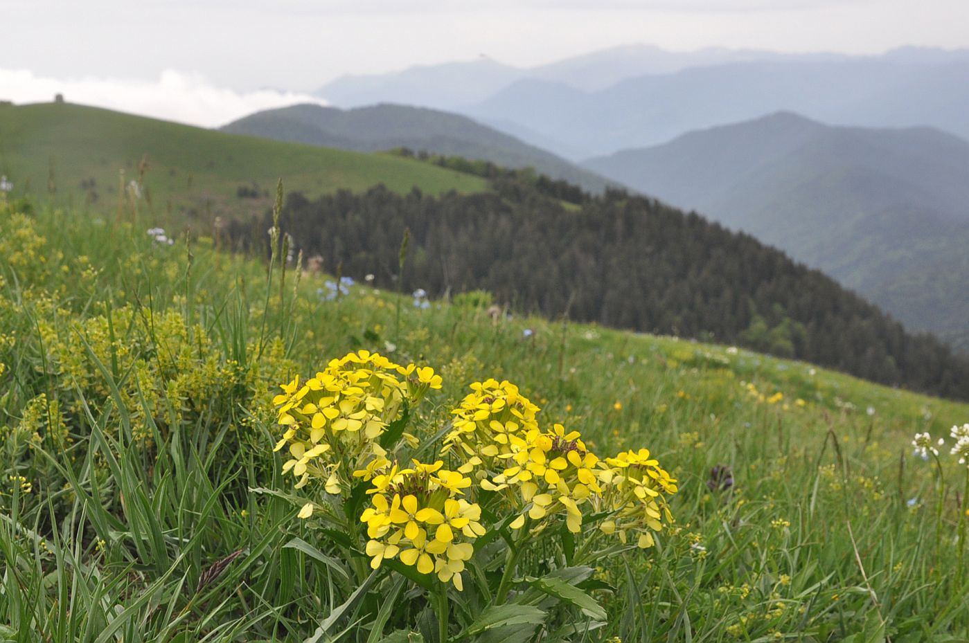 Изображение особи Erysimum ibericum.