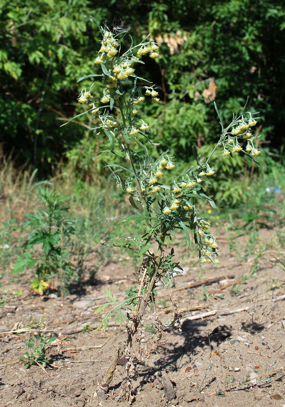 Изображение особи Artemisia sieversiana.