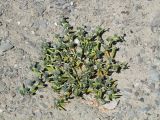 Zygophyllum rosowii. Плодоносящее растение. Таджикистан, Горно-Бадахшанская автономная обл., Мургабский р-н, окр. сельской общины (кишлака) Каракуль; Восточный Памир, денудационный шлейф западного макросклона Сарыкольского хребта, восточный берег оз. Каракуль; верхний пояс пустошных солончаков (высокогорная галофитная пустыня) на сползающих в озёрную котловину продуктах эрозии, выс. 3930 м н.у.м. 16 августа 2018 г.