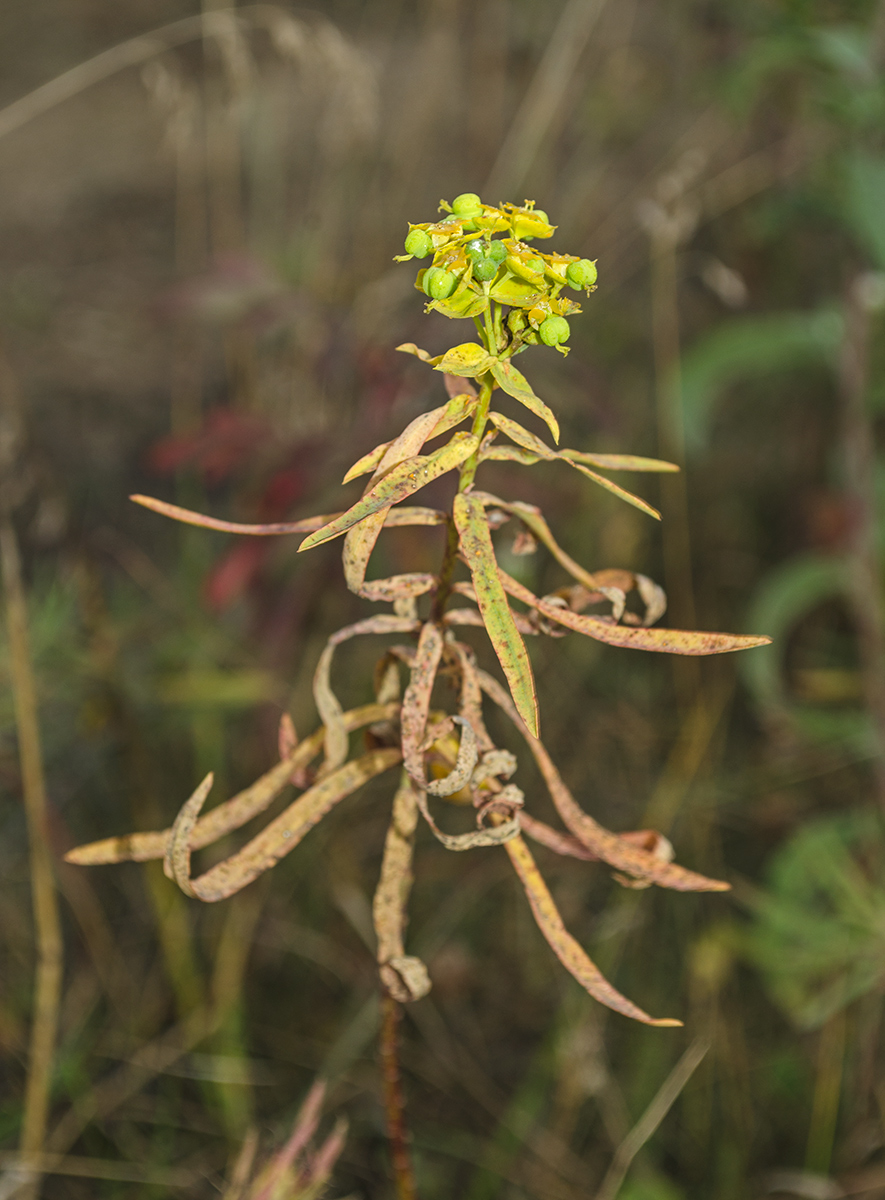 Image of Euphorbia caesia specimen.