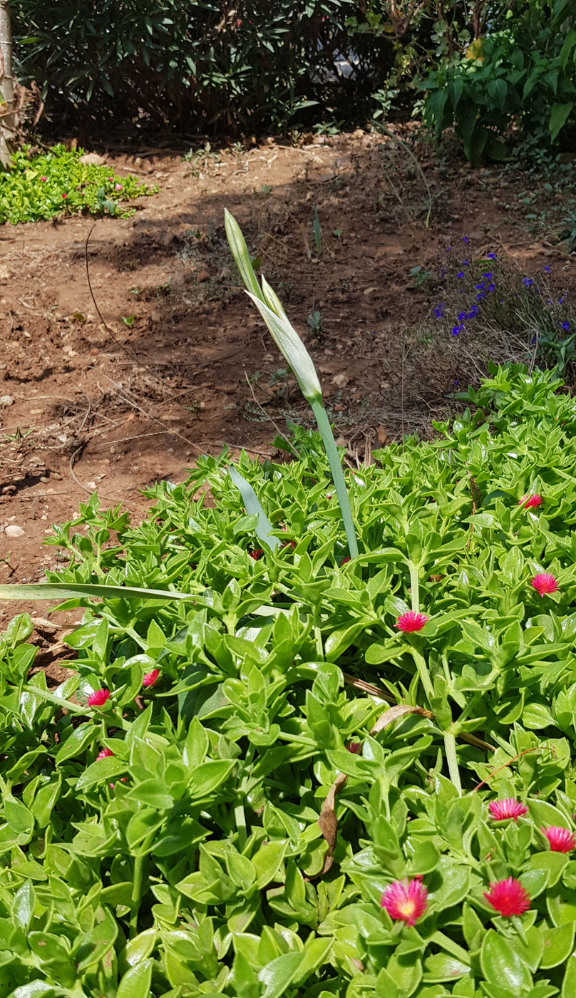 Изображение особи Pancratium maritimum.