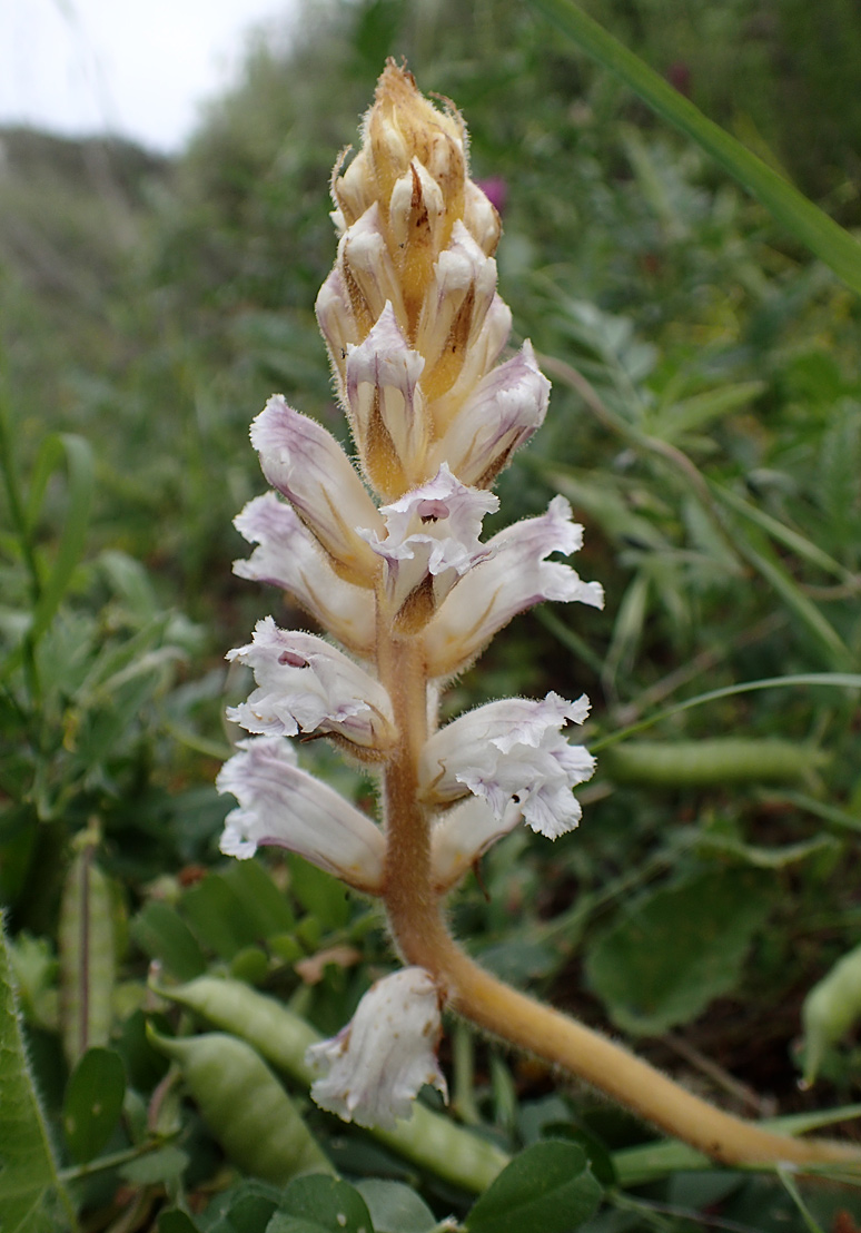 Image of Orobanche crenata specimen.