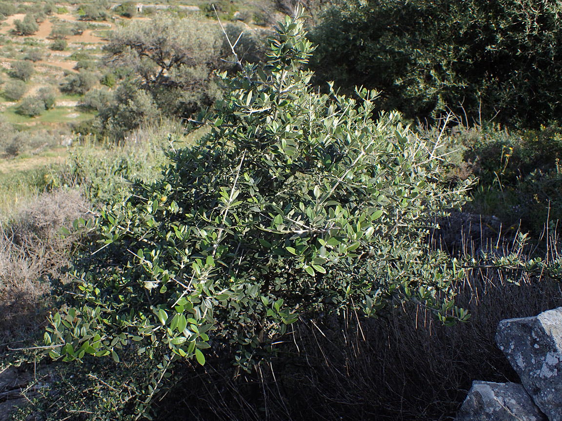 Изображение особи Olea europaea var. sylvestris.