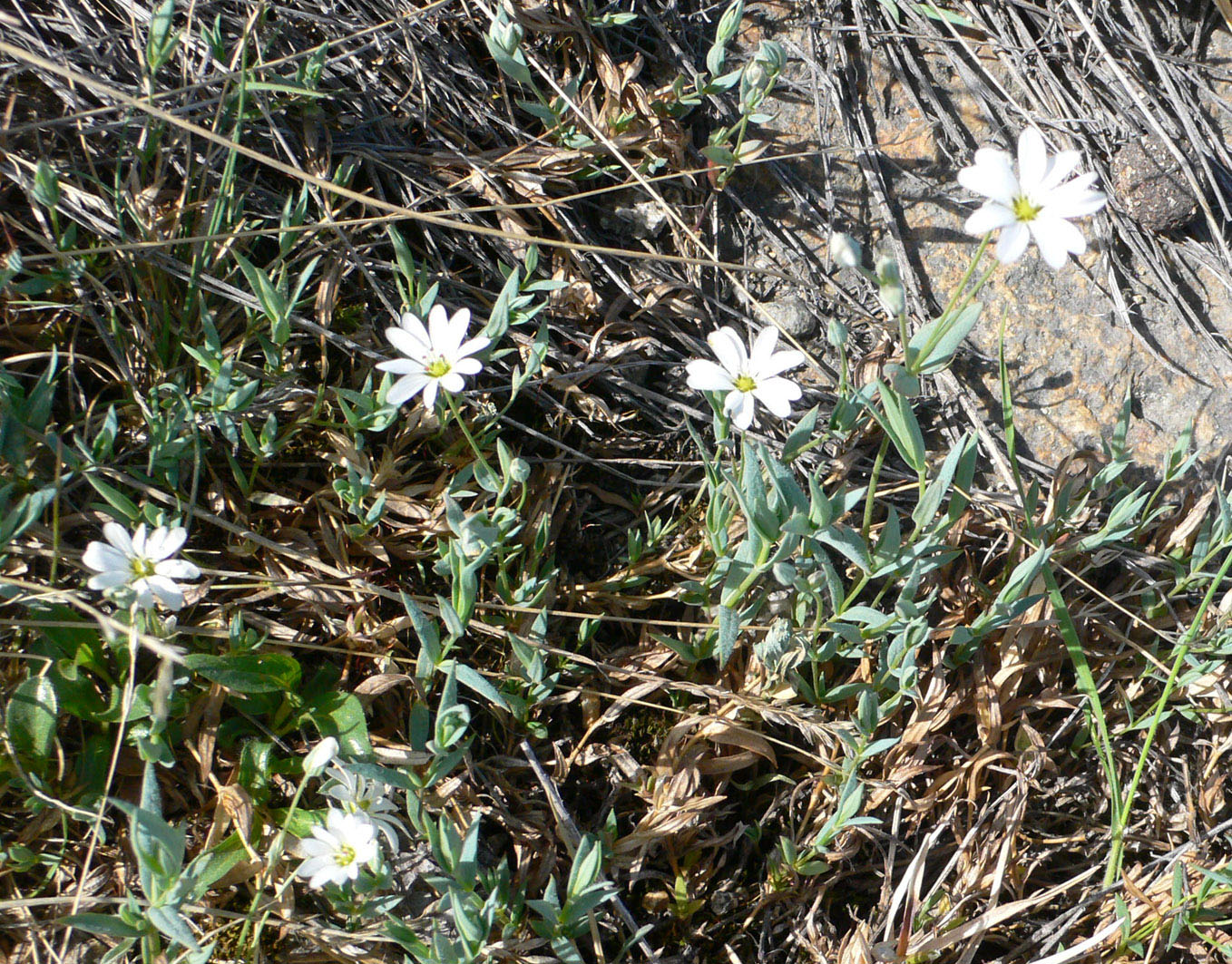 Image of Stellaria fischeriana specimen.