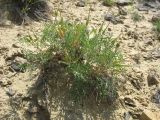 Erodium stevenii. Плодоносящее растение на песчано-каменистом склоне стеди разреженной степной растительности. Ставропольский край, Бешпагирские высоты. 28.05.2010.