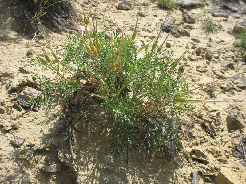 Изображение особи Erodium stevenii.