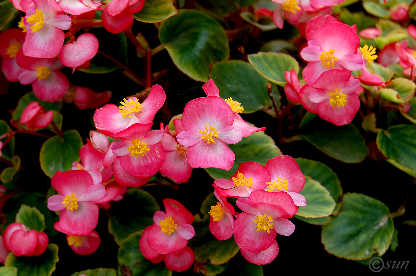 Изображение особи Begonia &times; hortensis.