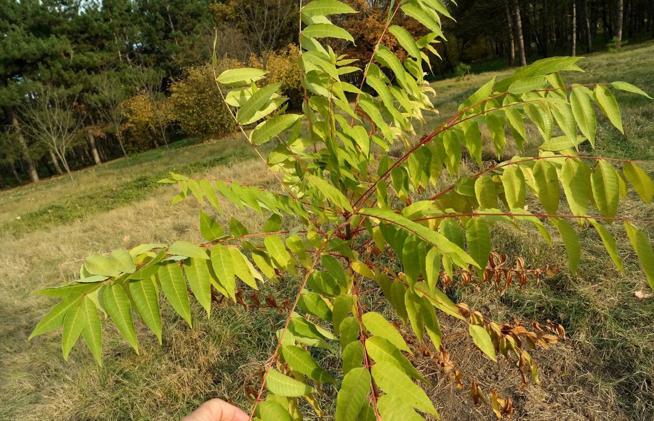 Изображение особи Toona sinensis.