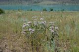 Phlomis hypoleuca