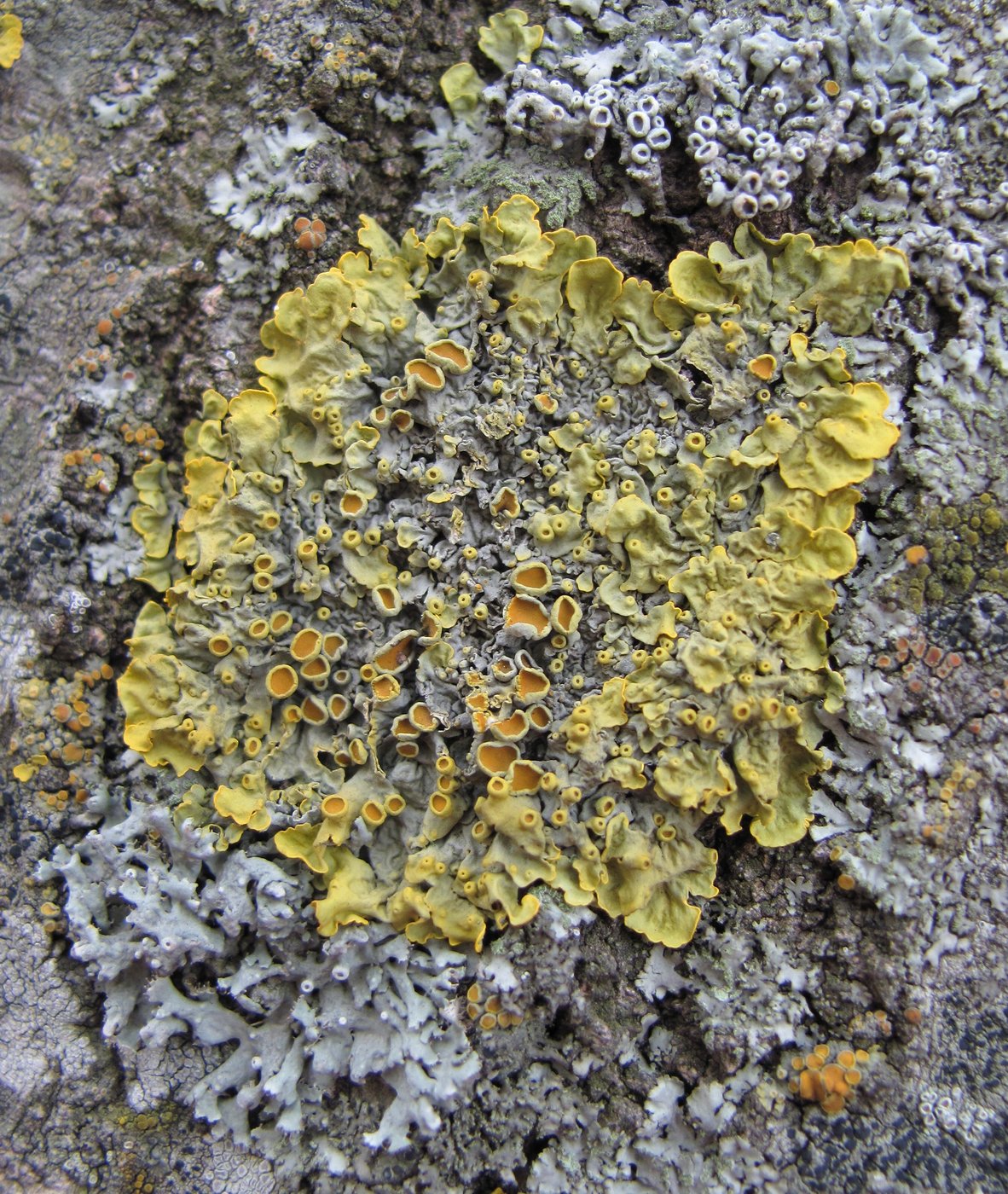 Image of Xanthoria parietina specimen.