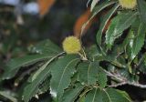 genus Castanea. Верхушка ветки с соплодием. Индия, штат Уттараканд, горы Кумаон, Binsar Wildlife Sanctuary, в культуре. 24.09.2012.