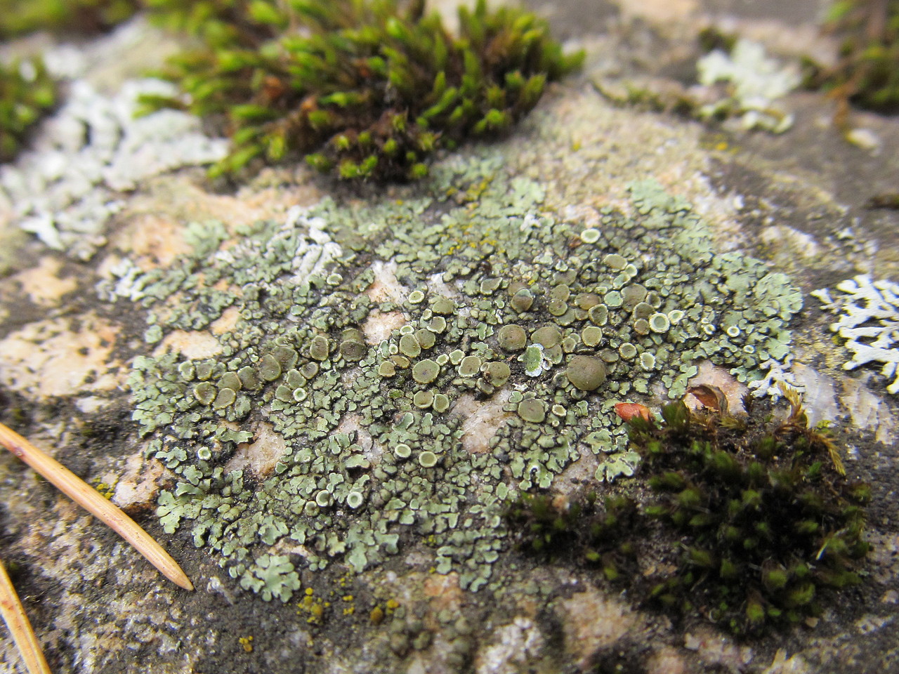 Изображение особи Lecanora muralis.