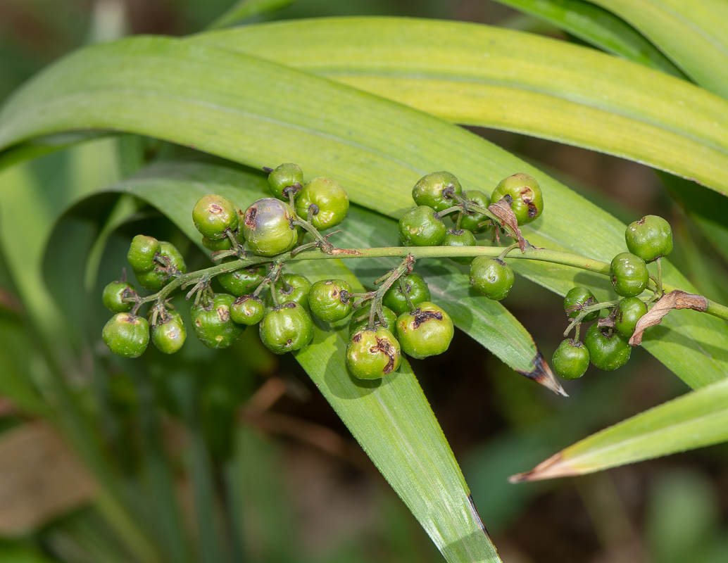 Image of Dianella caerulea specimen.