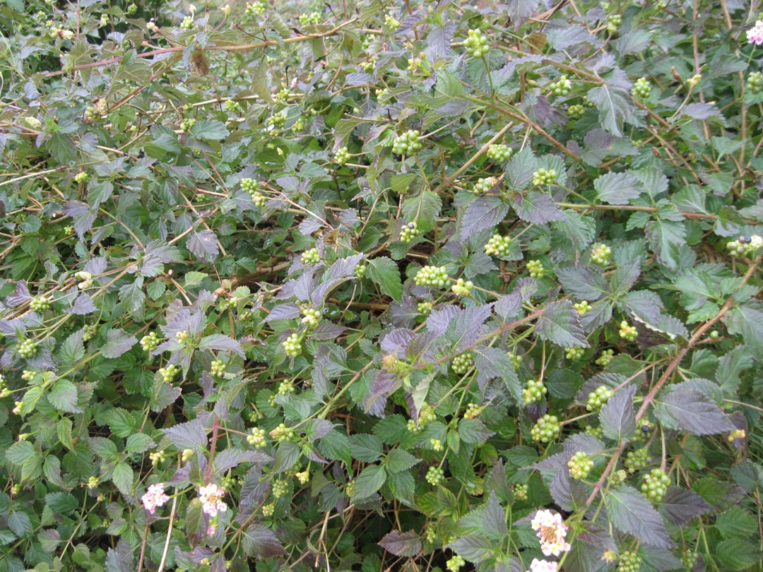 Image of Lantana camara specimen.