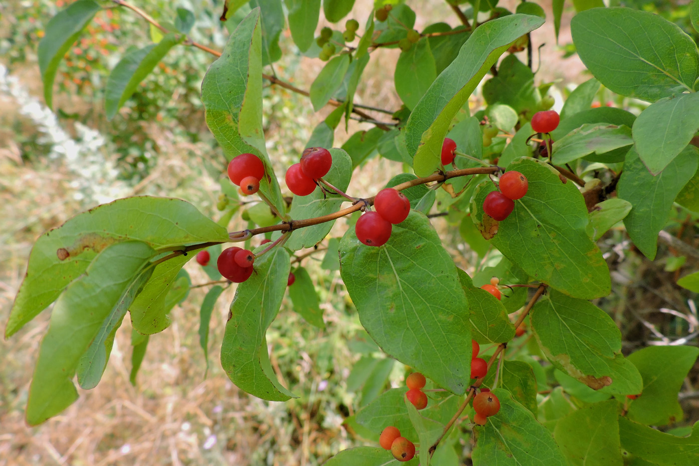 Image of Lonicera tatarica specimen.