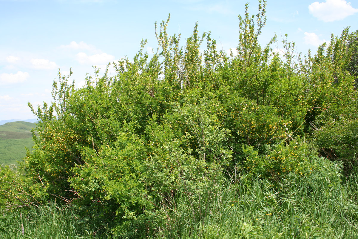Изображение особи Caragana arborescens.