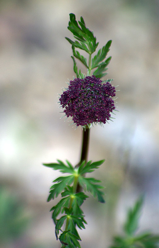 Image of Seseli condensatum specimen.