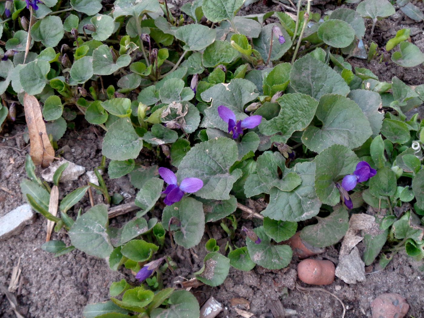 Image of Viola odorata specimen.