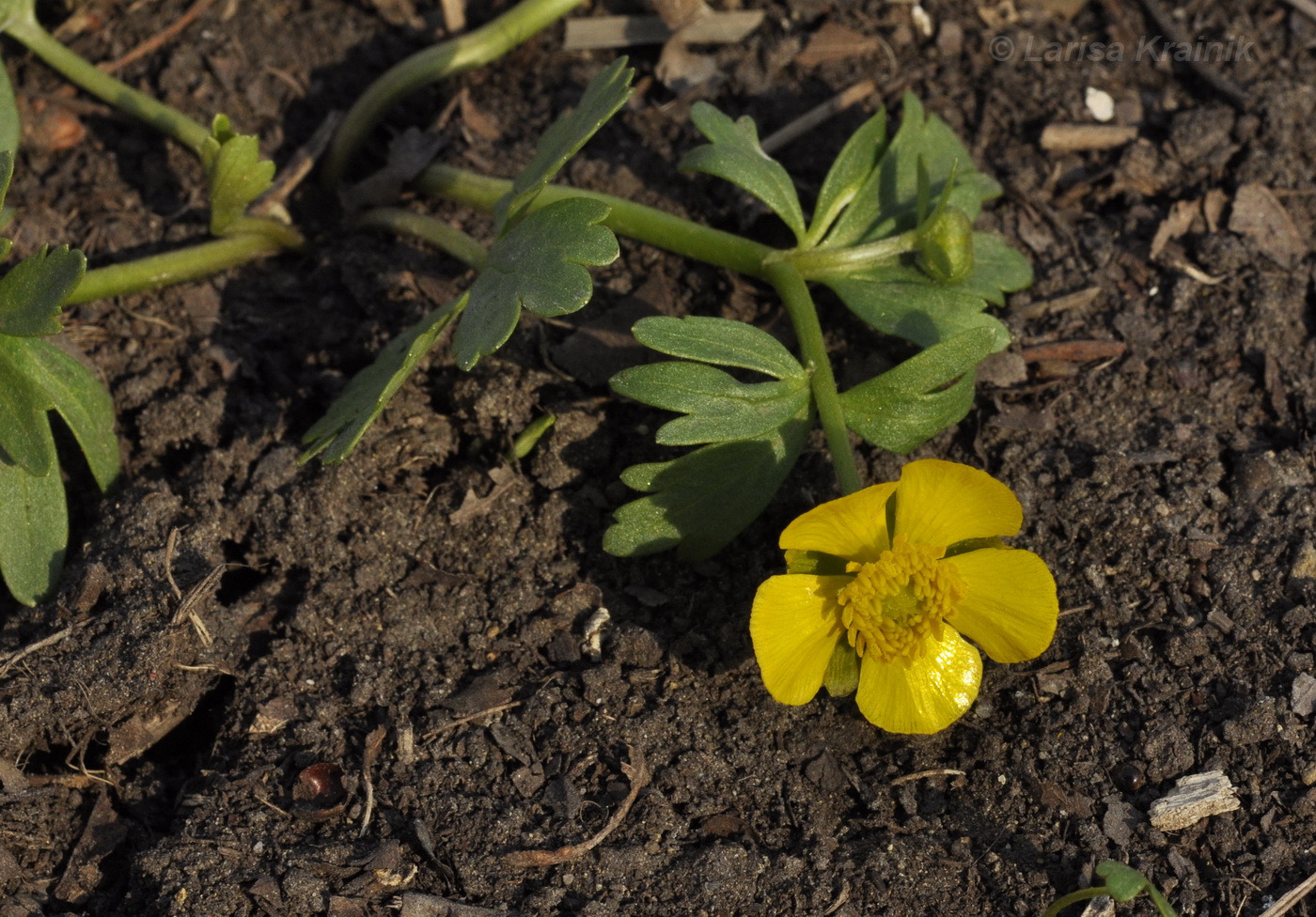 Image of Ranunculus franchetii specimen.