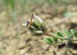 род Astragalus