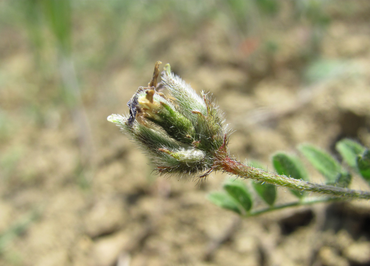 Изображение особи род Astragalus.