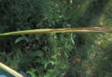 Stipa pennata