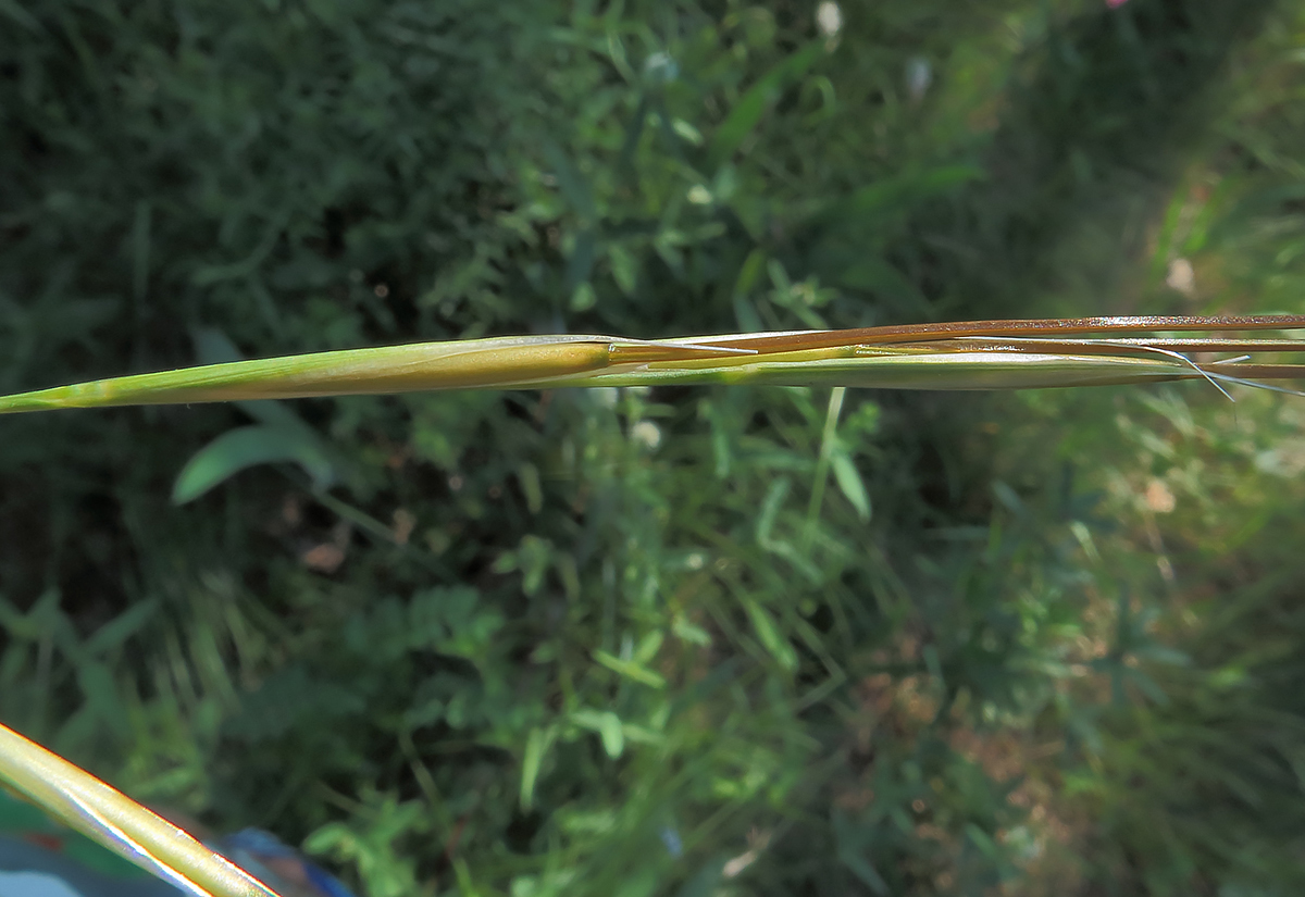 Image of Stipa pennata specimen.