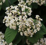 genus Cotoneaster