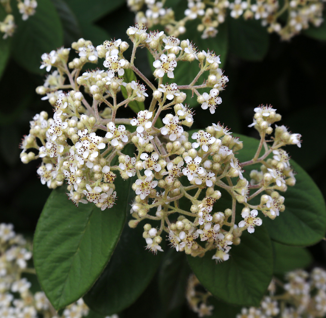 Изображение особи род Cotoneaster.