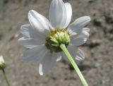 Pyrethrum silaifolium. Соцветие (вид со стороны обёртки). Дагестан, Докузпаринский р-н, окр. с. Усухчай, ок. 1100 м н.у.м., осыпь. 04.06.2019.