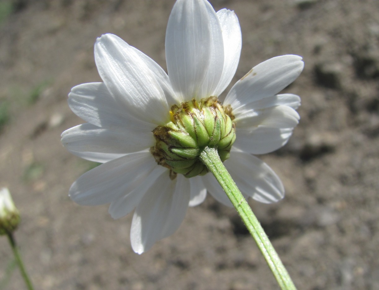 Изображение особи Pyrethrum silaifolium.