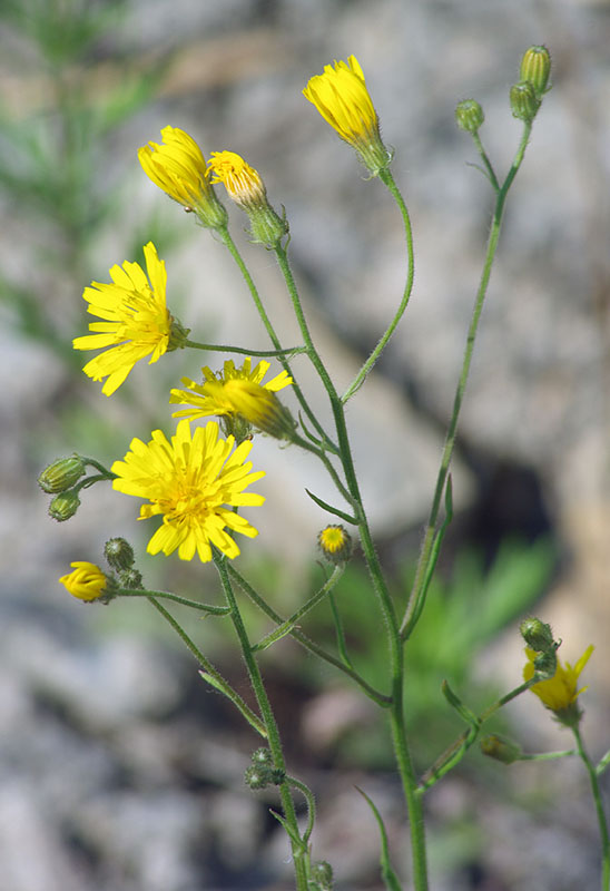 Изображение особи Crepis tectorum.