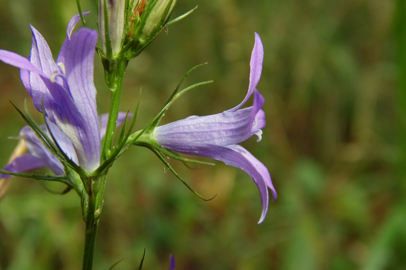 Изображение особи Campanula lambertiana.