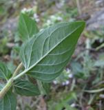 Origanum vulgare. Лист (вид снизу). Дагестан, окр. с. Талги, каменистый склон. 05.06.2019.