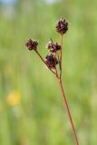 Luzula multiflora