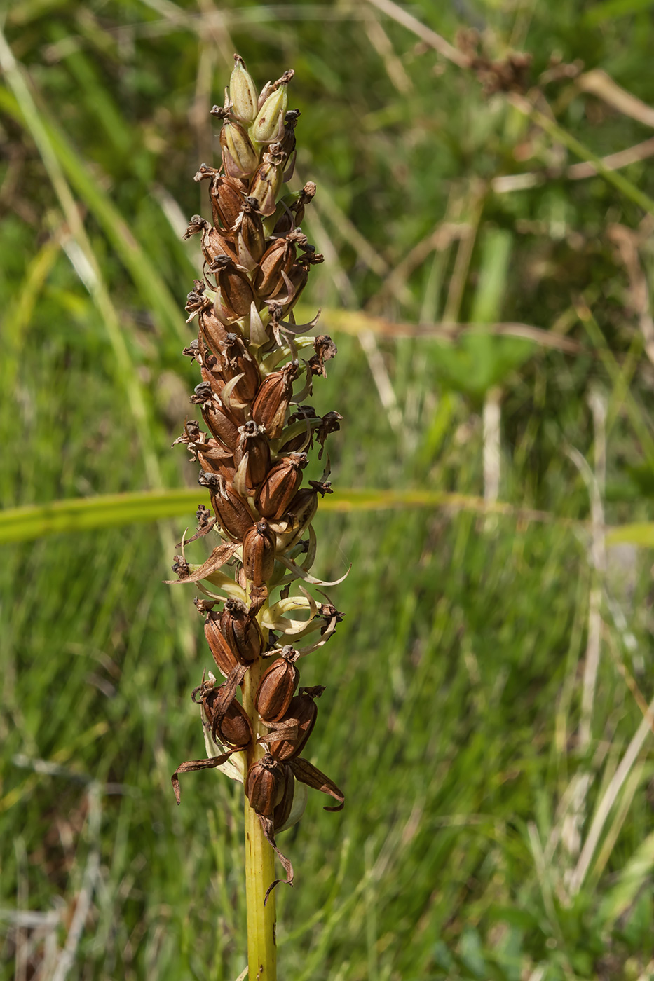 Image of genus Dactylorhiza specimen.