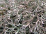 Cladonia rangiformis. Подеции с апотециями. Дагестан, окр. с. Талги, каменистый склон. 22.04.2019.